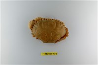 藏品(奈田體壯蟹)的圖片